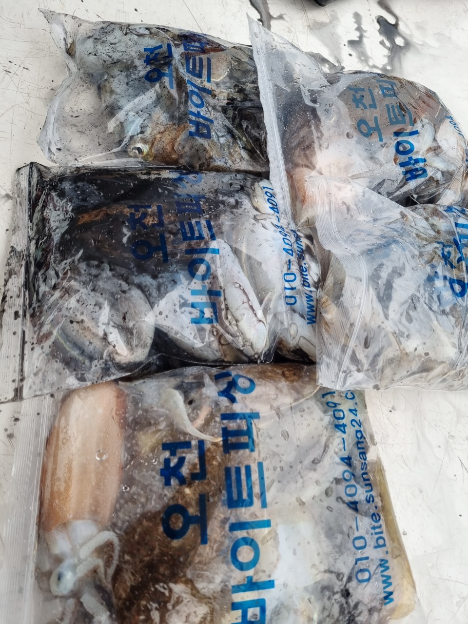 [[푸바5호]] 2021년 10월 8일 짤선장 쭈꾸미  조행기~