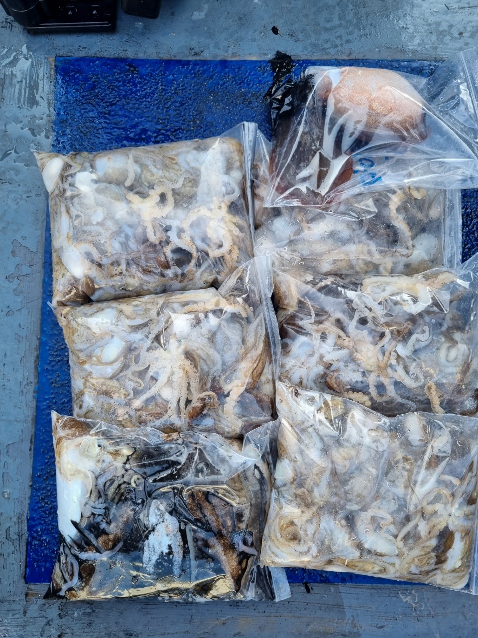 [[푸바5호]] 2021년 10월 1일 짤선장 쭈꾸미  조행기~