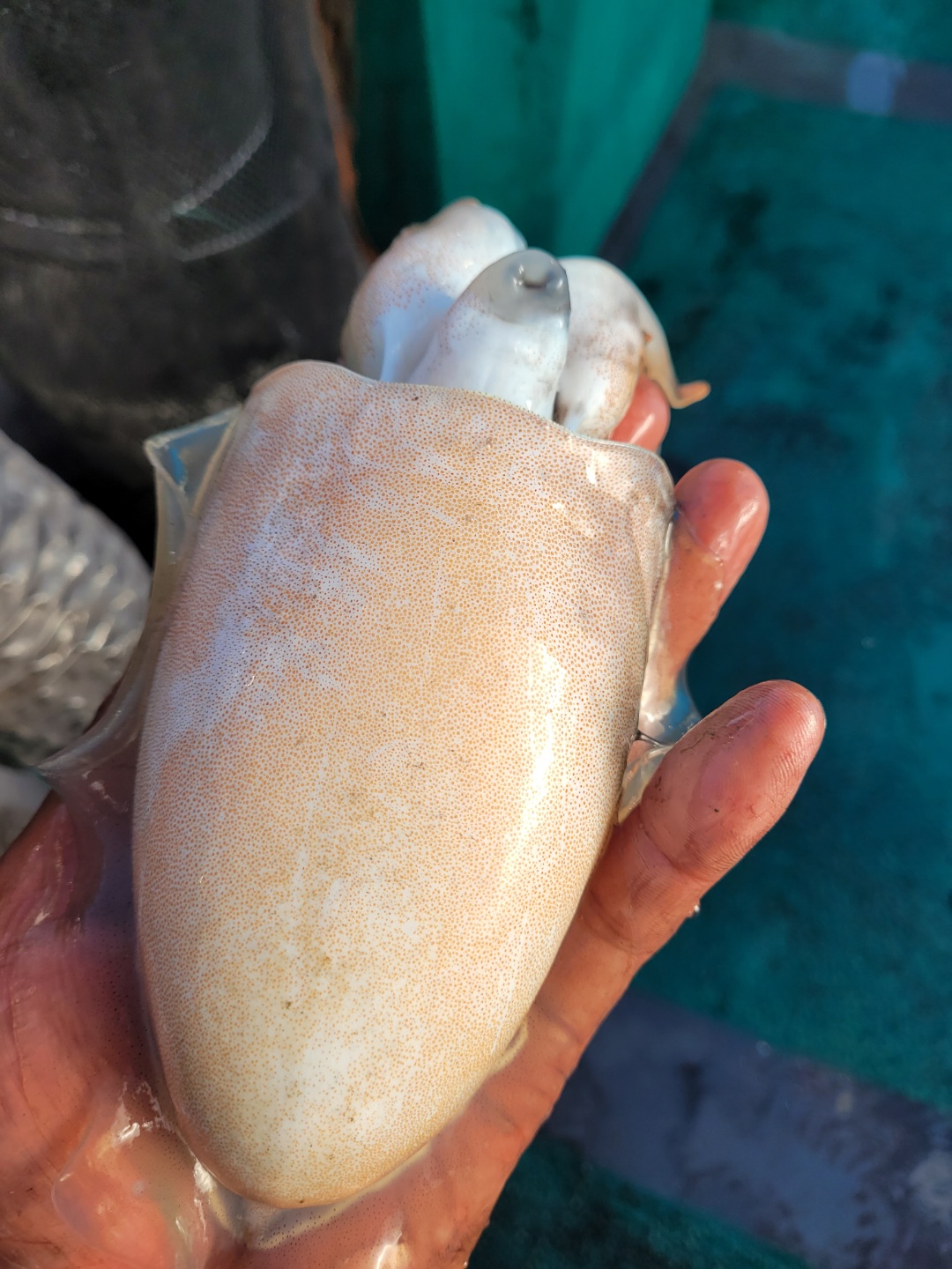 ༺ৡۣ꧁푸른바다7호꧂ۣৡ༻ 21.10.23 꺄오선장 먹물조황