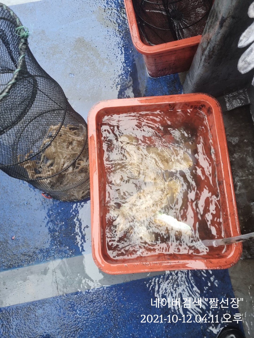 [[푸바5호]] 2021년 10월 12일 짤선장 쭈꾸미  조행기~