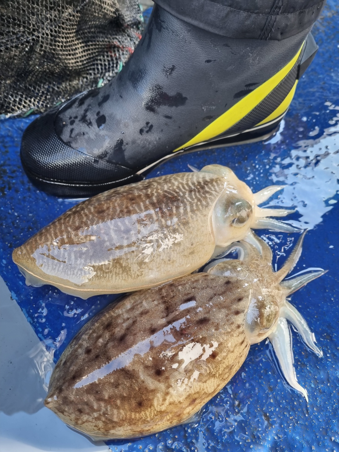 [[푸바5호]] 2021년 10월 23일 짤선장  갑오징어 조행기~