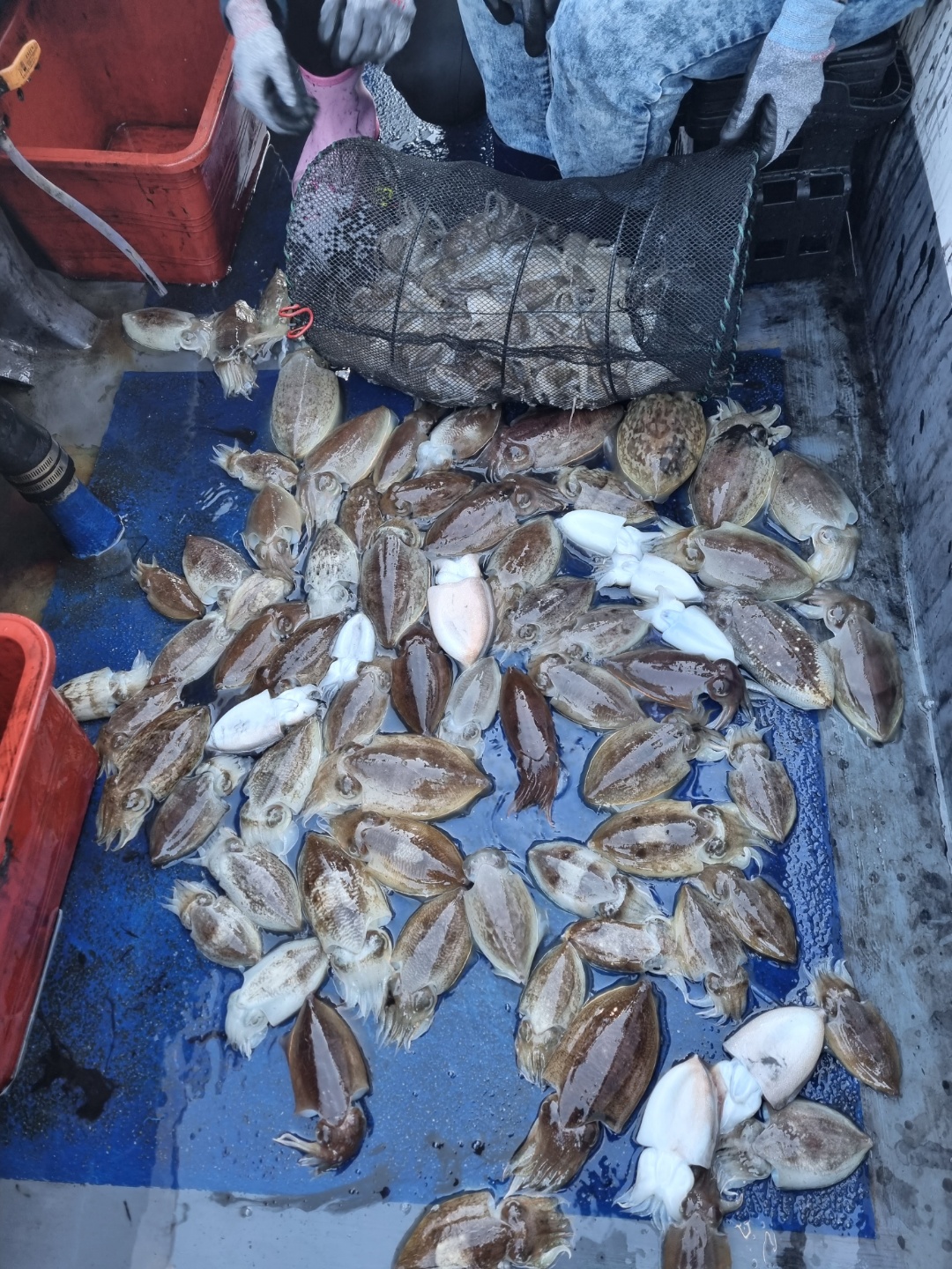 [[푸바5호]] 2021년 10월 14일 짤선장 쭈꾸미 조행기~