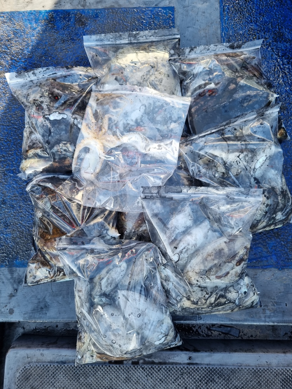 [[푸바5호]] 2021년 10월 5일 짤선장 갑오징어 조행기~