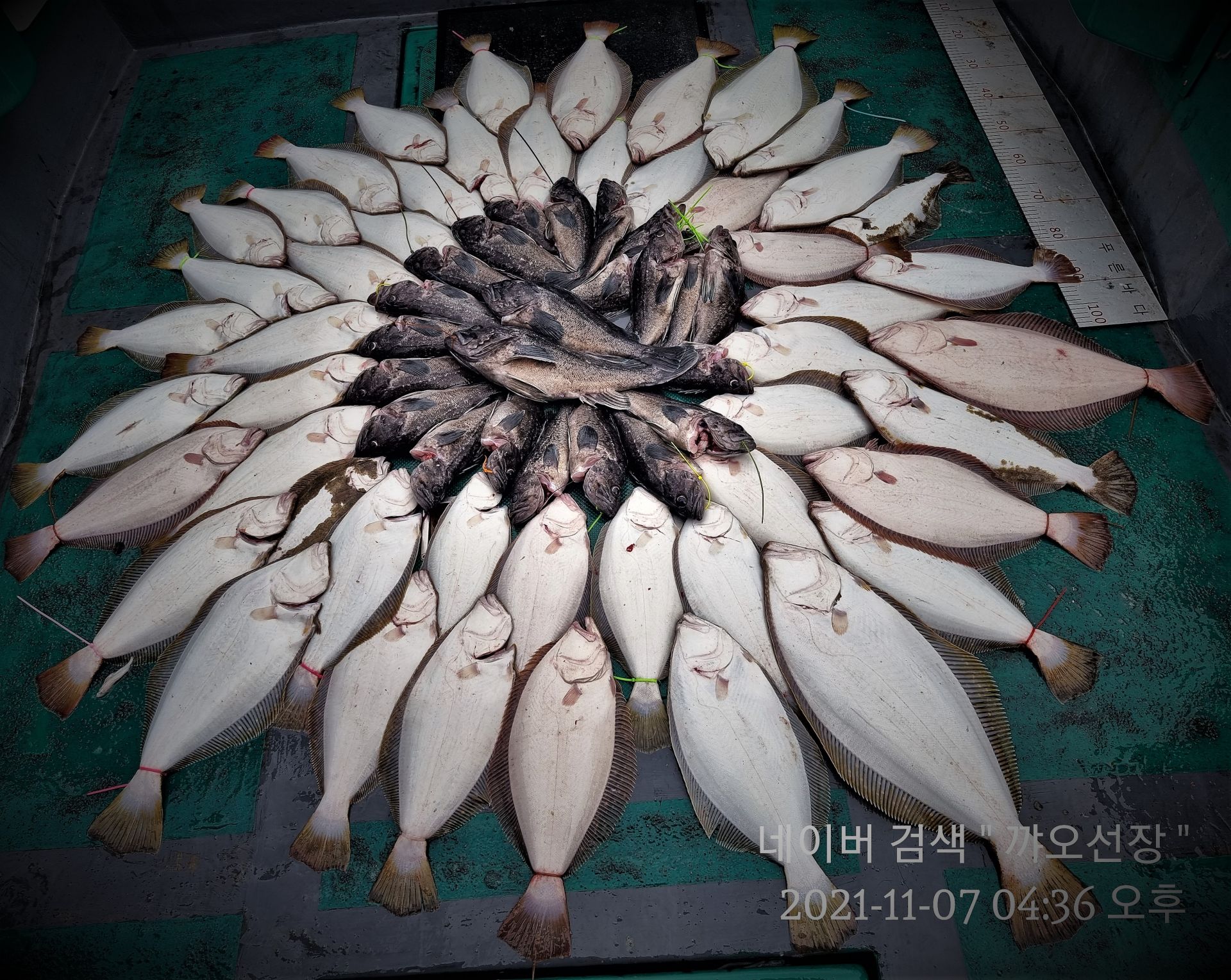 ༺ৡۣ꧁푸른바다7호꧂ۣৡ༻ 21.11.07 꺄오선장 8분 광어조황