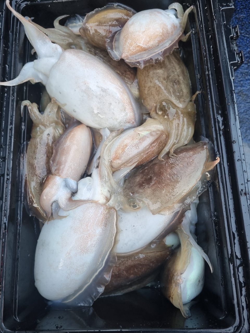 [[푸바5호]] 2021년 11월 3일 짤선장 갑오징어조행기~