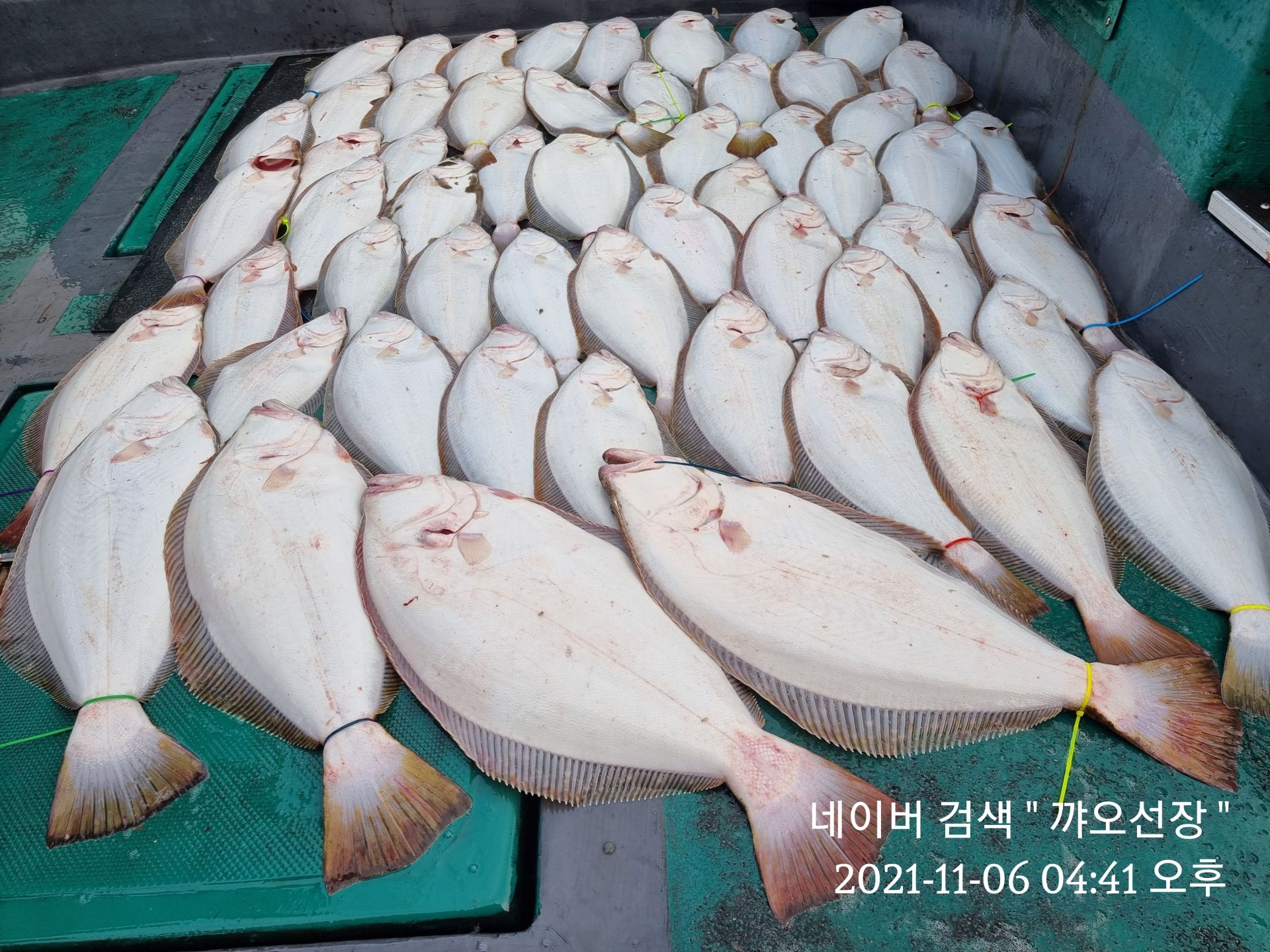 ༺ৡۣ꧁푸른바다7호꧂ۣৡ༻ 21.11.06  꺄오선장 광어조황