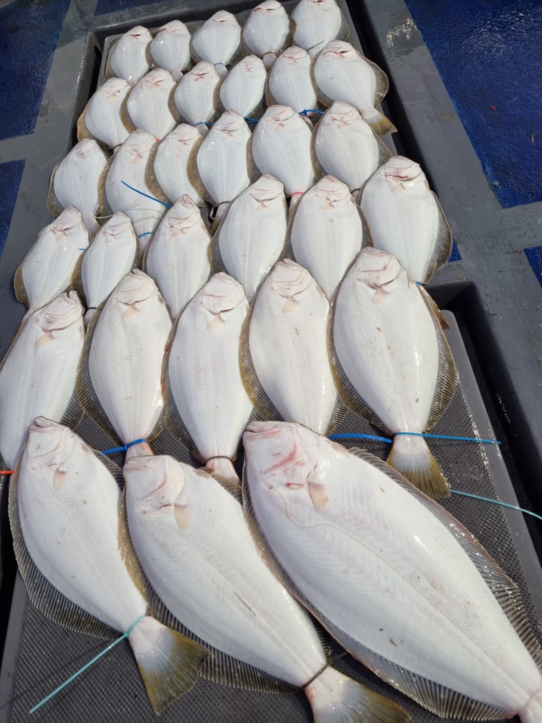 [[푸바5호]] 2021년 11월 28일 짤선장 10분에 조사님과 광어우럭 다운샷조행기~