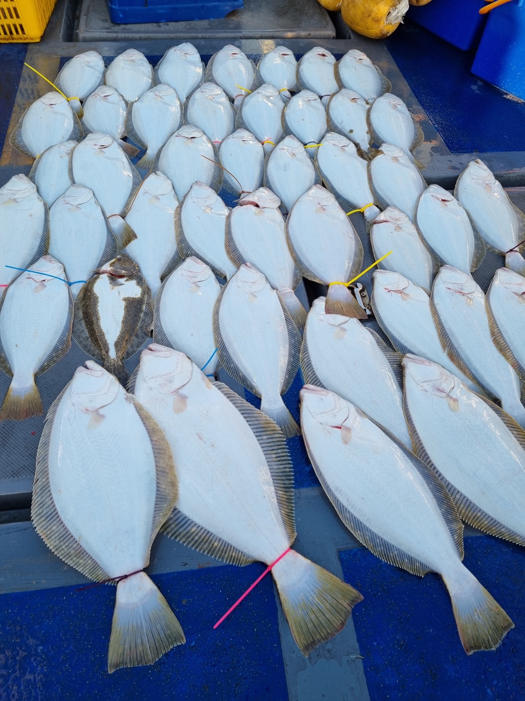 [[푸바5호]] 2021년 11월 27일 짤선장 광어,우럭 다운샷~조행기~