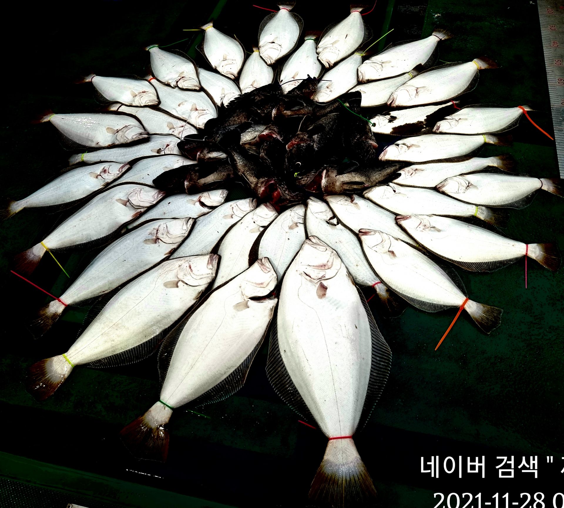 ༺ৡۣ꧁푸른바다7호꧂ۣৡ༻ 21.11.28 꺄오선장 광어조황