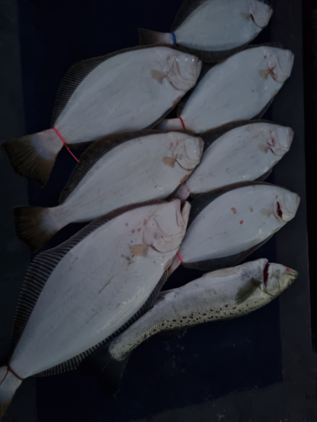 [[푸바5호]] 2021년 12월 22일 짤선장 우럭낚시조행기~