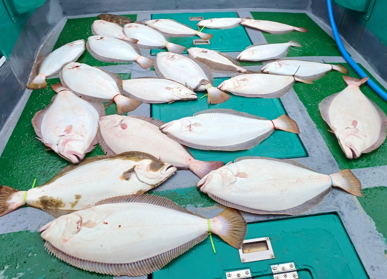 2023년5월20일 토요일 은갈매기호 대광어 다운샷 출조조황입니다.