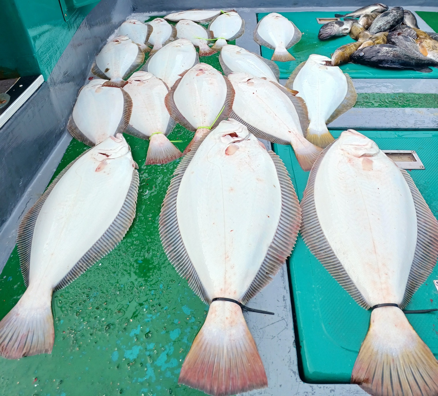 2023년5월26일 금요일 은갈매기호 다잡아외수질 출조 조황입니다.