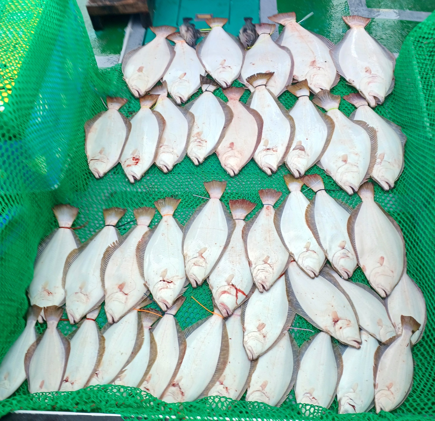 2023년5월27일 은갈매기호 (9분)광어우럭 다운샷 출조 조황입니다.