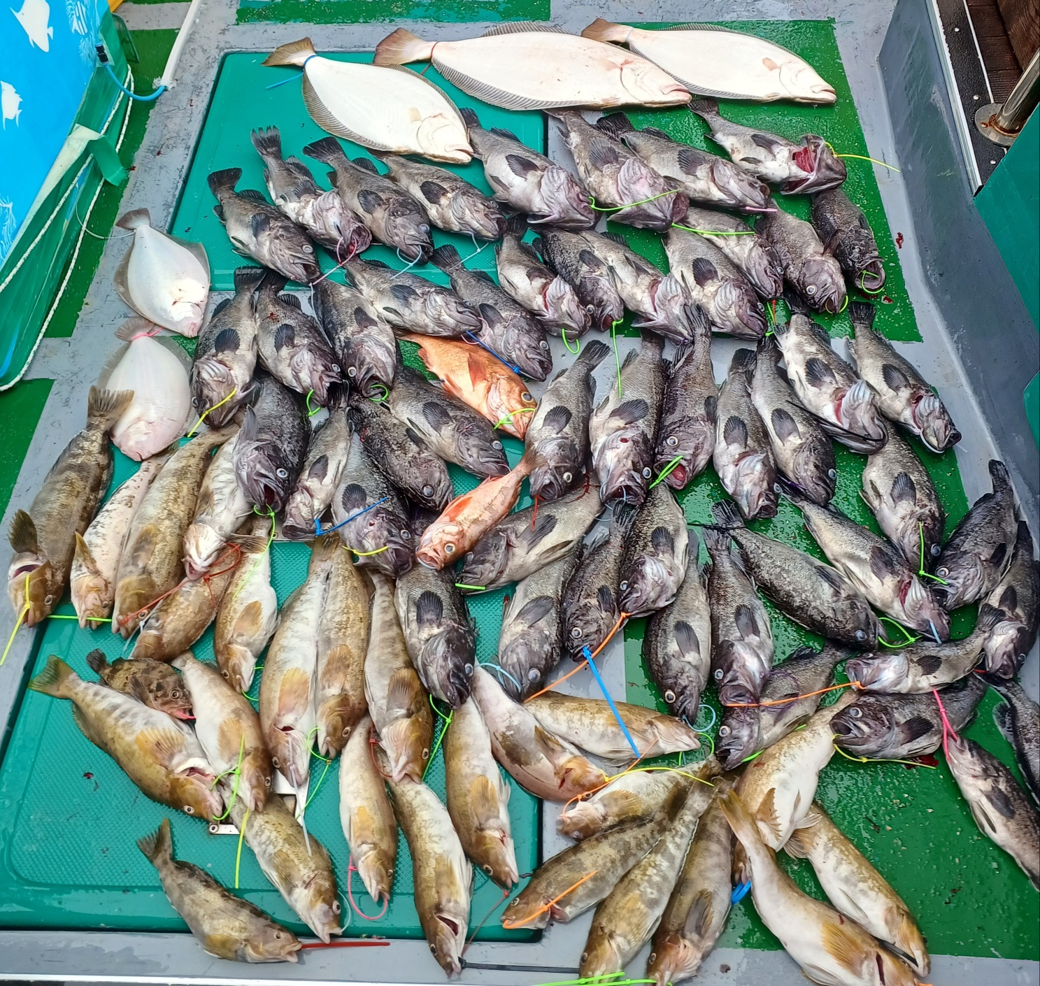 2023년6월17일 토요일 오천항푸른바다피싱 은갈매기호 다잡아외수질 출조 조황입니다