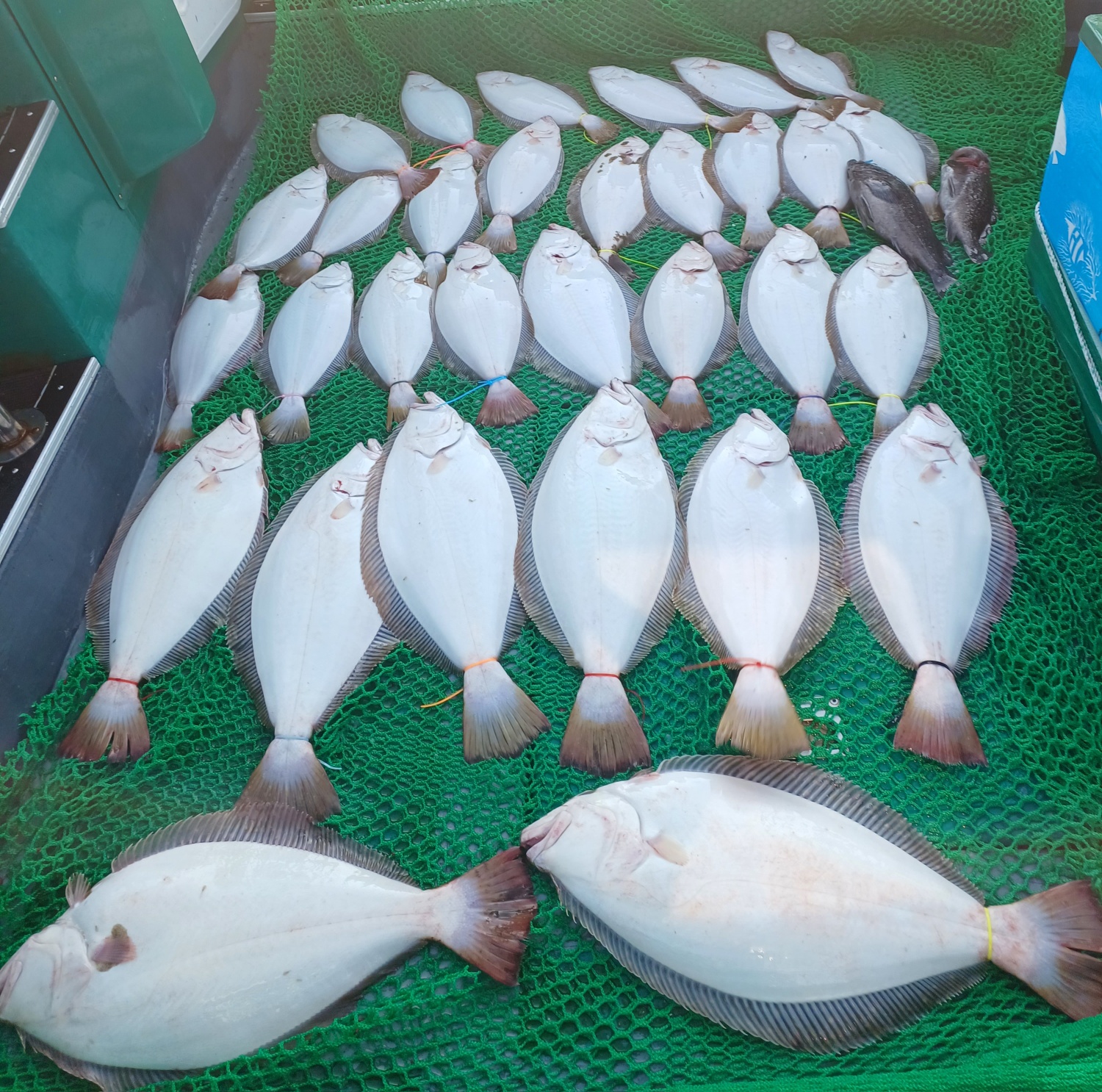 2023년6월6일 현충일 은갈매기호 광어우럭 다운샷 10분 기분좋은 전원히트 조황입니다.