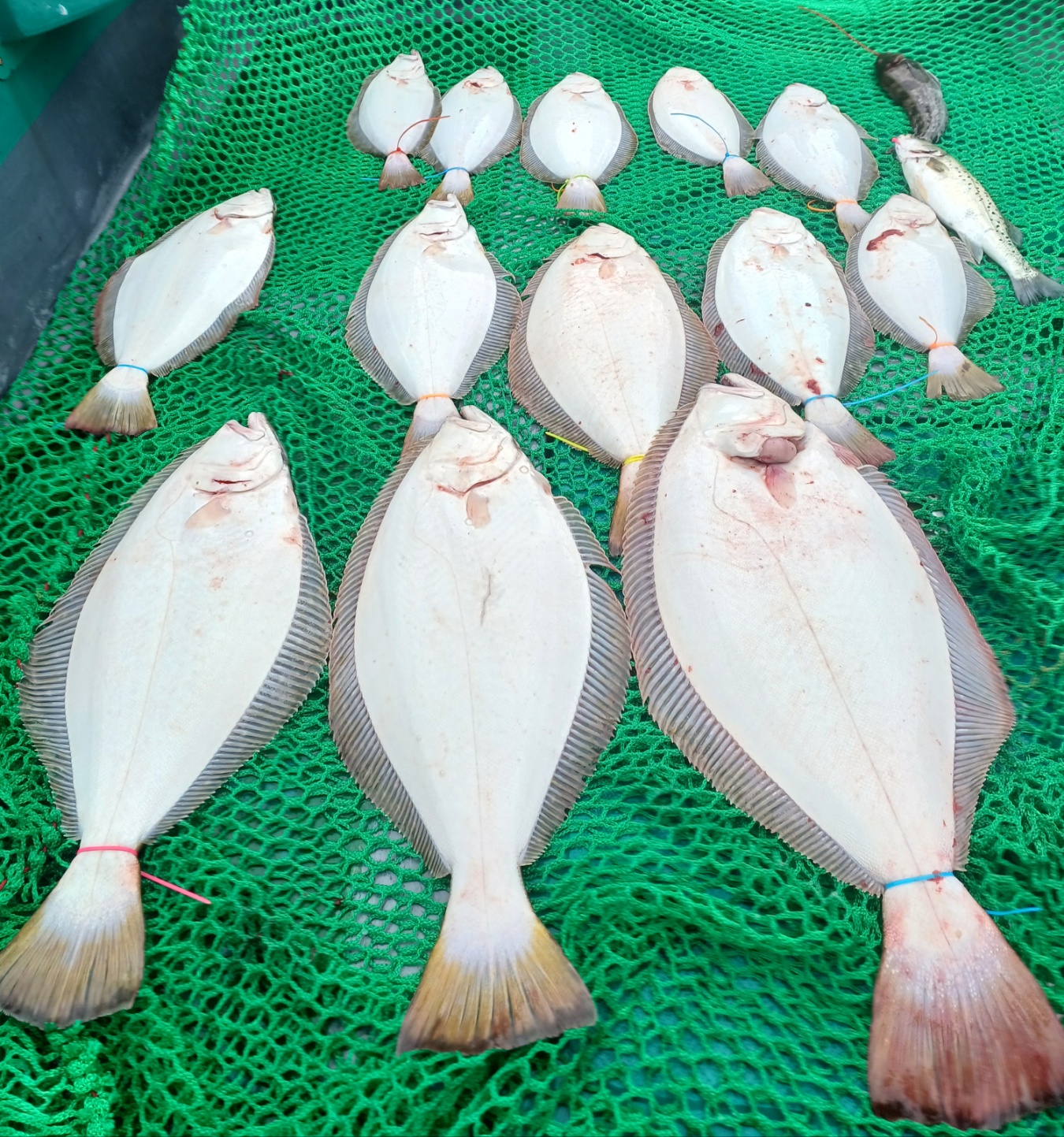 2023년6월4일 일요일 #오천항푸른바다#은갈매기호 광어 다운샷 6분 출조 조황입니다.