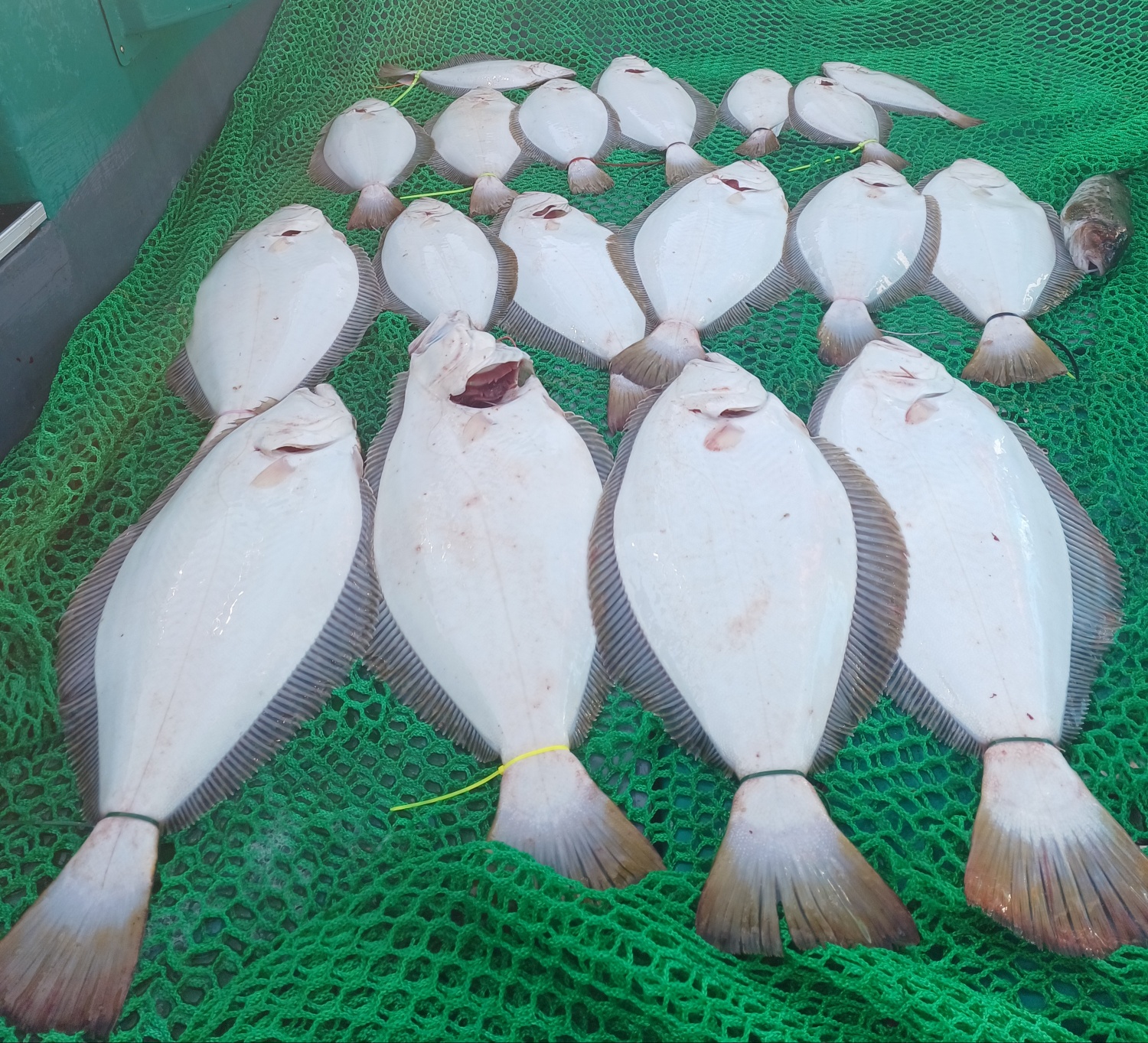 2023년6월3일 토요일 #오천항 푸른바다 #은갈매기호 광어우럭 다운샷 출조 조황입니다.