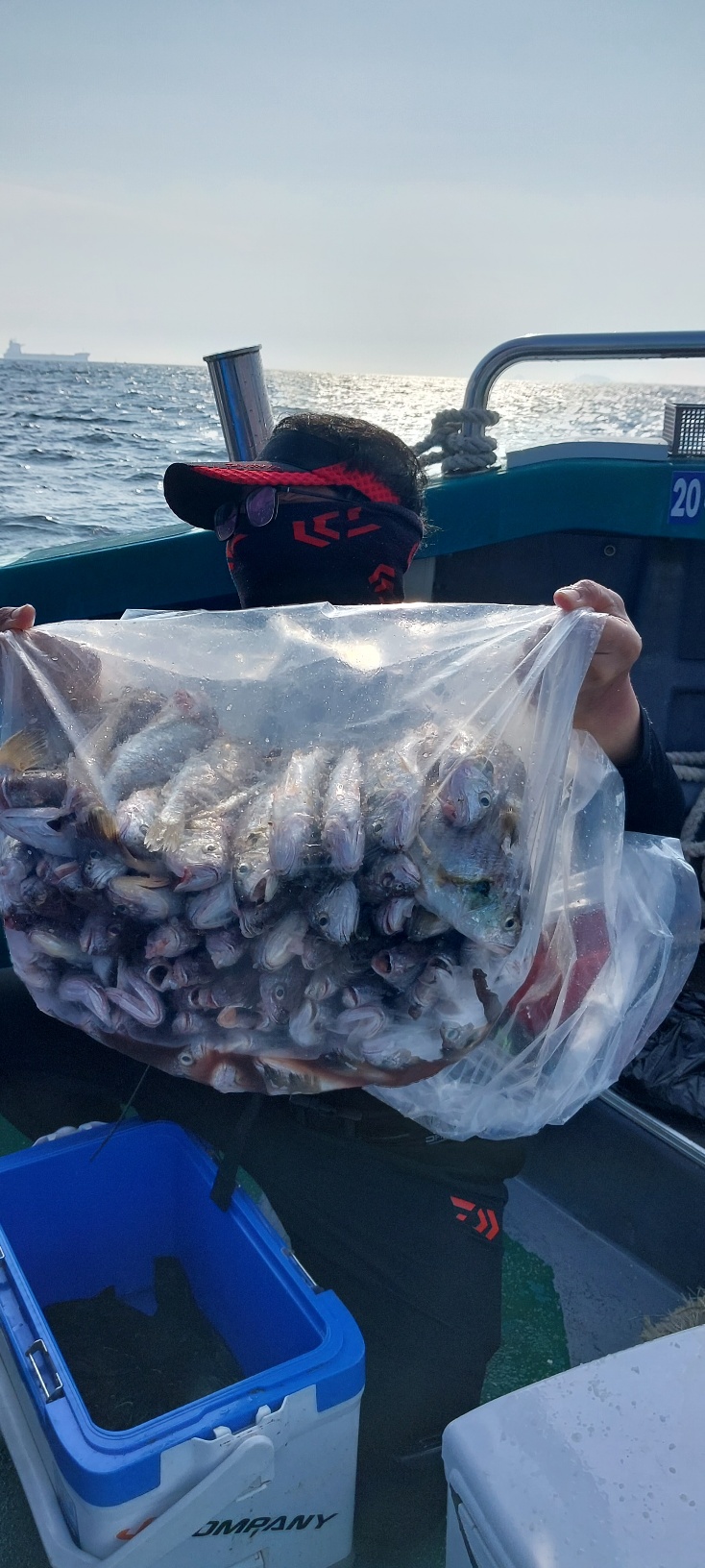 2023년8월15일화요일 오천항 푸른바다피싱 은갈매기호 백조기낚시 출조 조황입니다