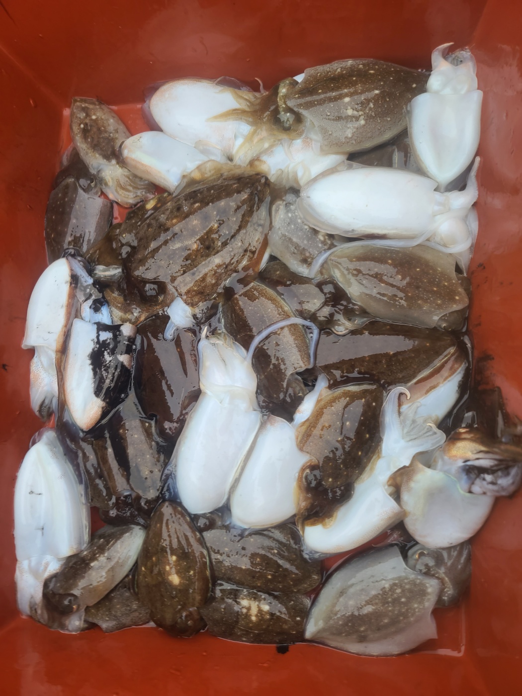 2023년 8원 27일 오천항 푸른바다피싱 은갈매기호 갑오징어 탐사출조 조황입니다.