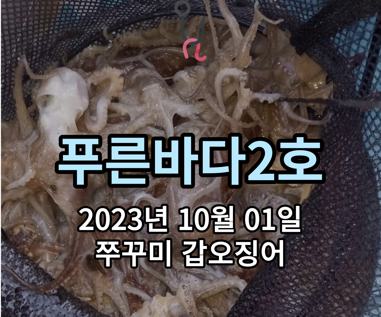 [푸른바다2호] 10월 01일 쭈꾸미 갑오징어 조황