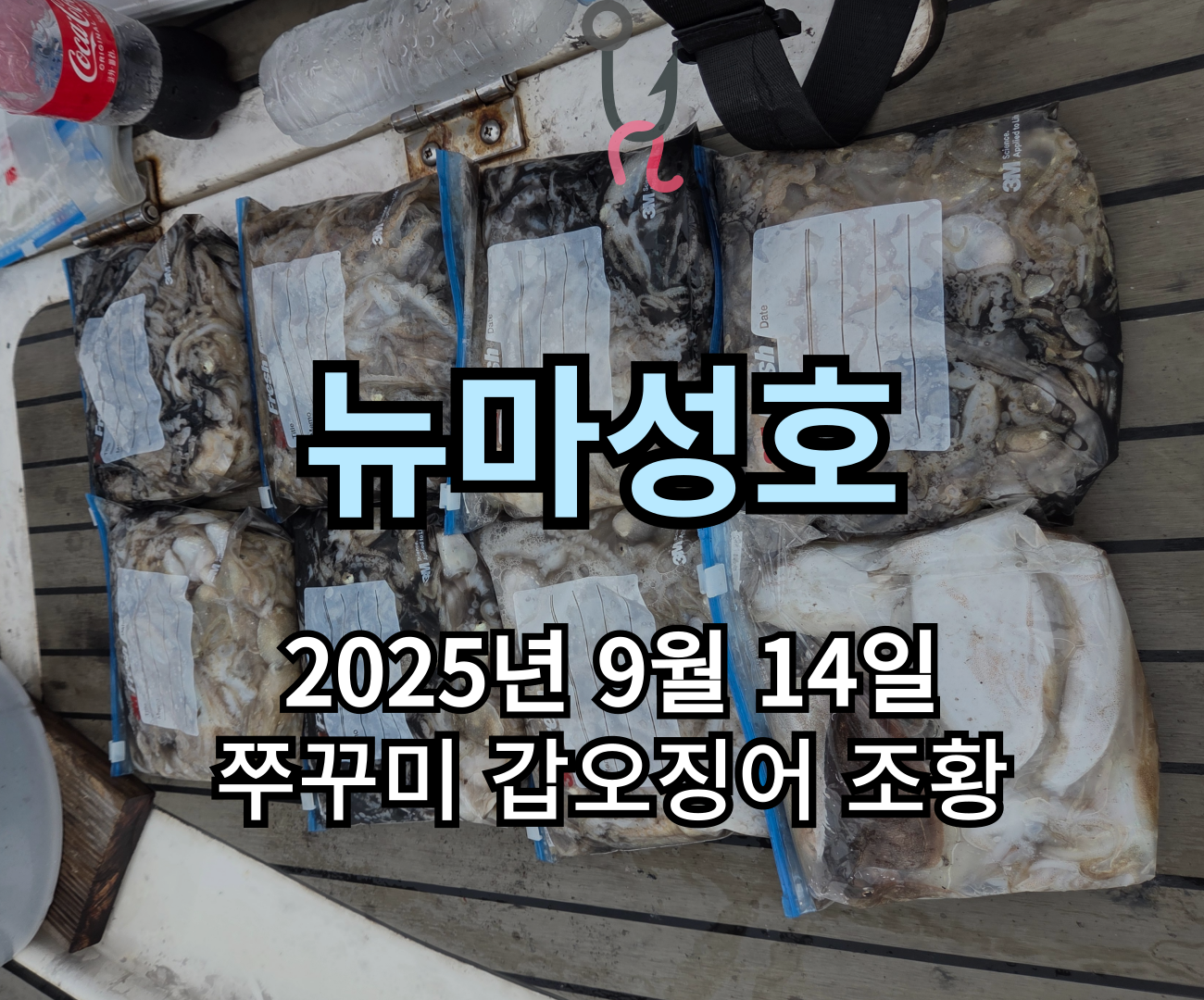 [뉴마성호] 9월 14일 쭈꾸미 갑오징어 조황