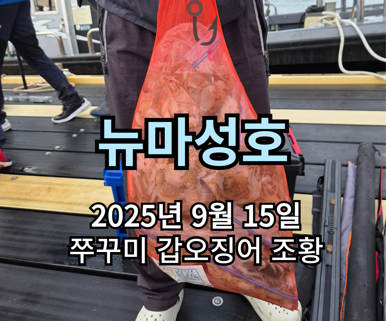 [뉴마성호] 9월 15일 쭈꾸미 갑오징어 조황