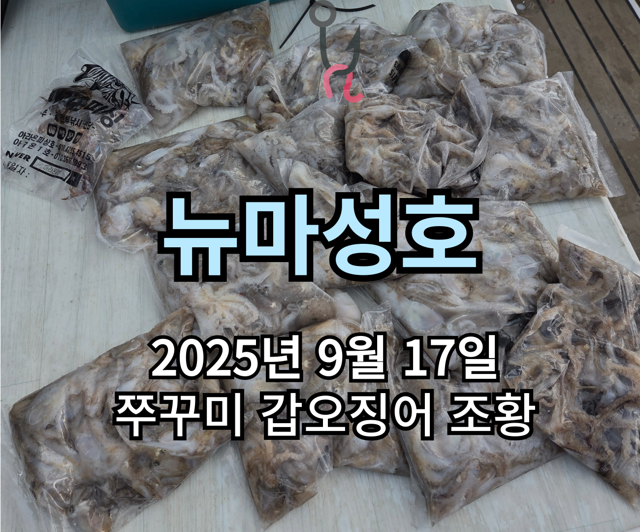 [뉴마성호] 9월 17일 쭈꾸미 갑오징어 조황