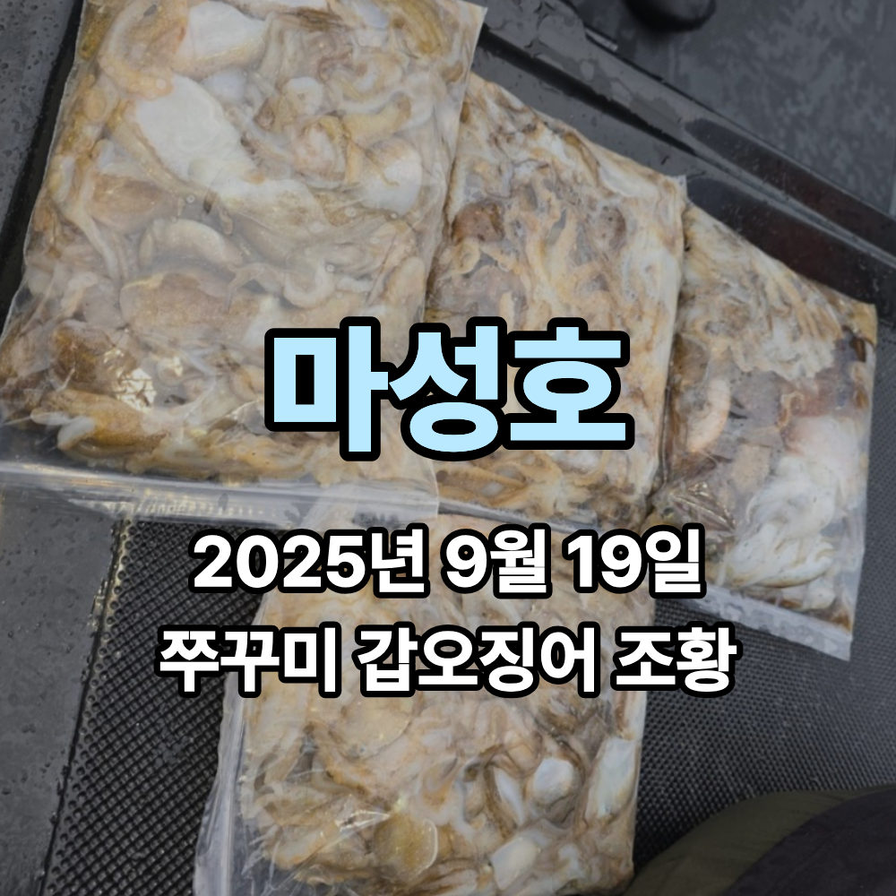 [마성호] 9월 19일 쭈꾸미 갑오징어 조황