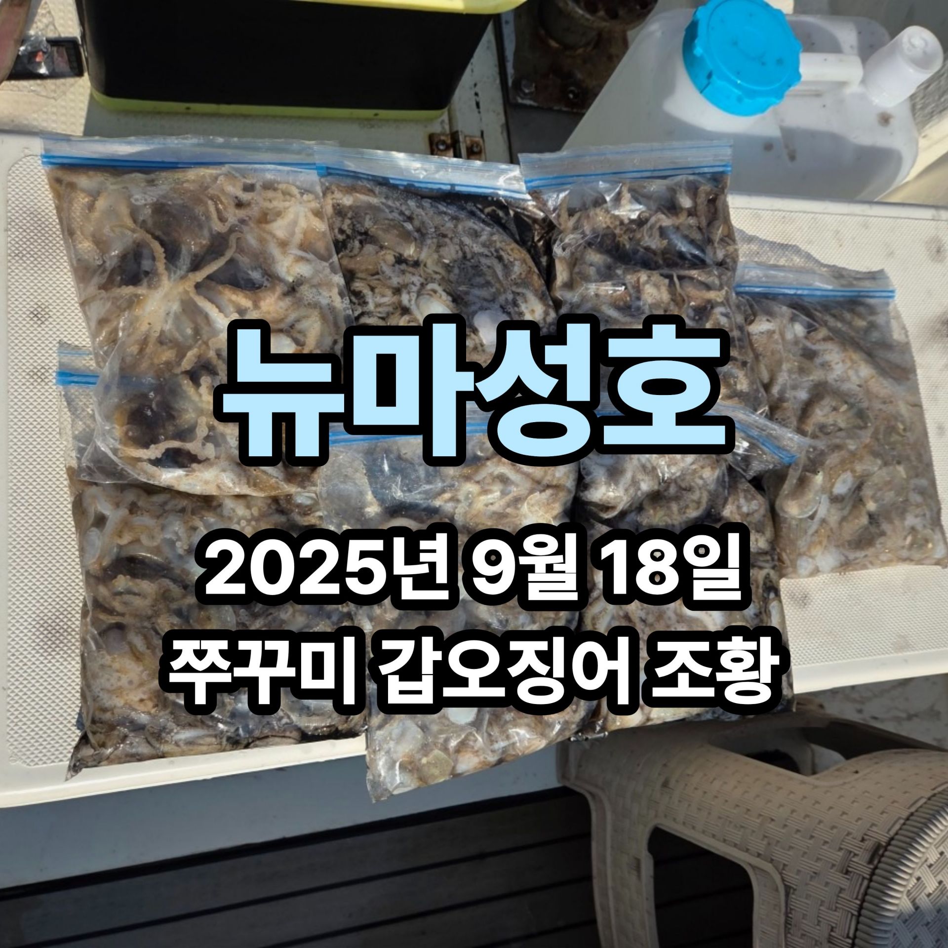[뉴마성호] 9월 18일 쭈꾸미 갑오징어 조황