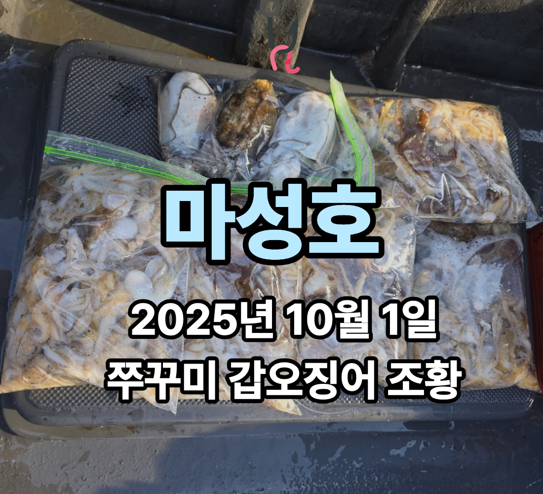 [마성호] 10월 1일 쭈꾸미 갑오징어 조황