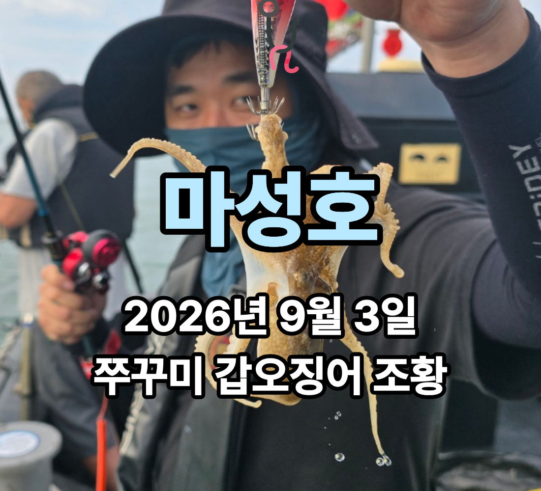 [마성호] 9월 3일 목요일 쭈꾸미 갑오징어 조황
