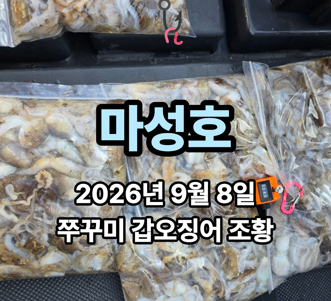 [마성호] 9월 8일 화요일 쭈꾸미 갑오징어 조황
