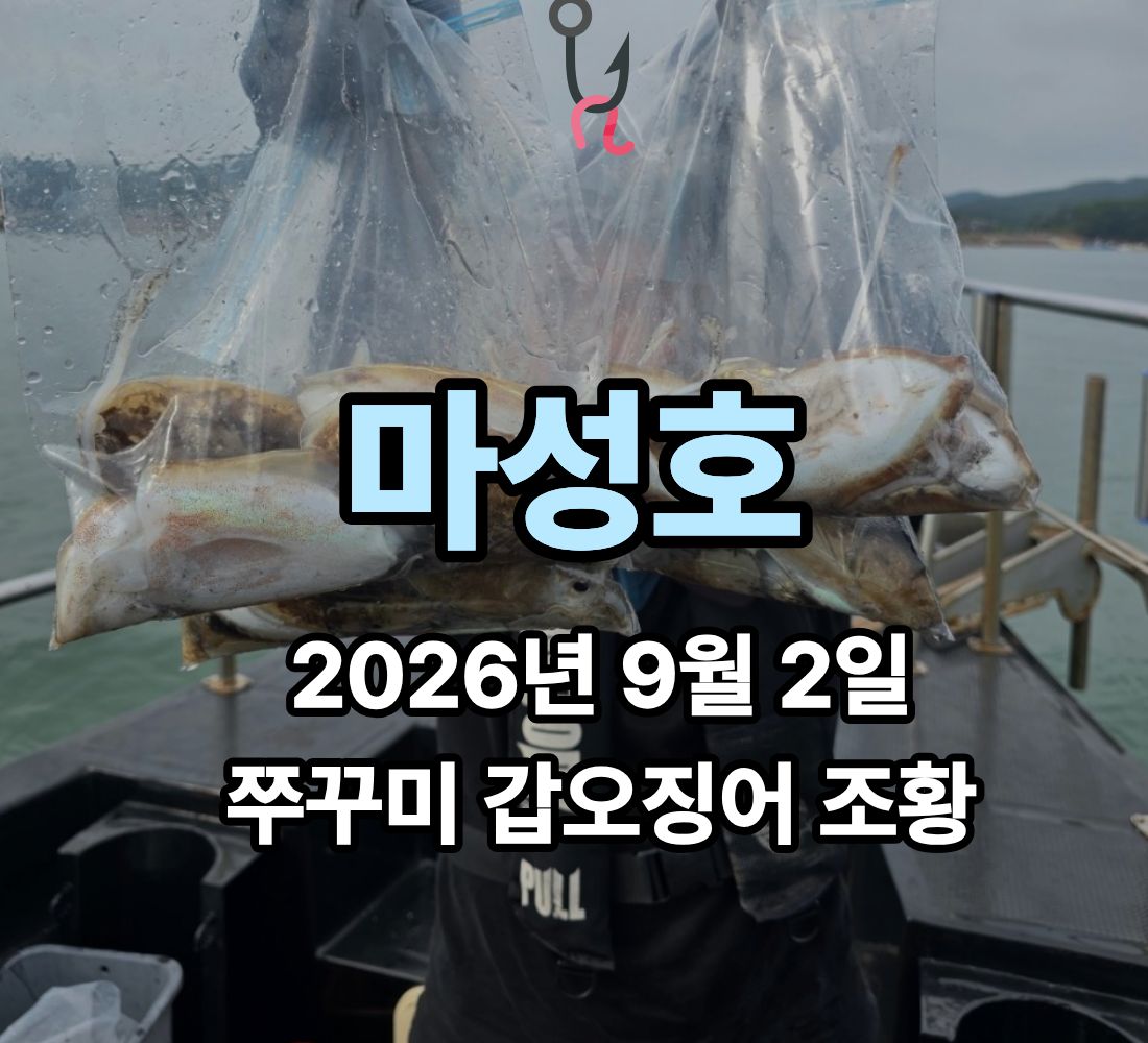 [마성호] 9월 2일 수요일 쭈꾸미 갑오징어 조황