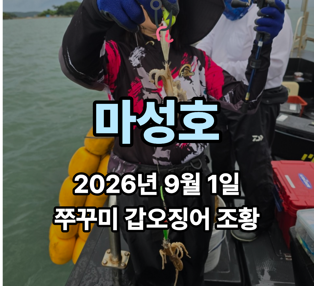 [마성호] 9월 1일 화요일 쭈꾸미 갑오징어 첫 조황