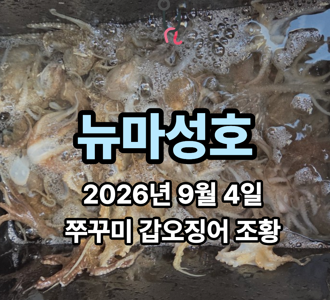 [뉴마성호] 9월 4일 금요일 쭈꾸미 갑오징어 조황